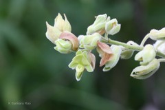 Rhynchosia hirta